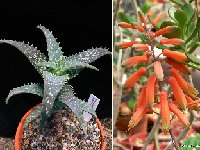 Aloe buzairiensis (Jabal Buzairi, Socotra) Discovery Joël Lodé JLcoll.4868 EXCLUSIVE! VERY RARE erected, +1m high (not squarrosa!) (10 seeds)